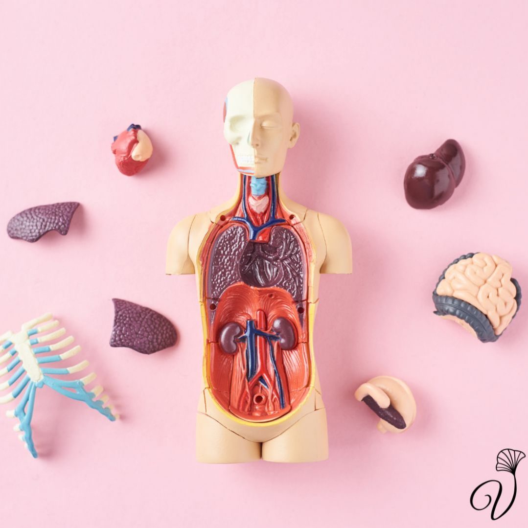 Body anatomy course body anatomy