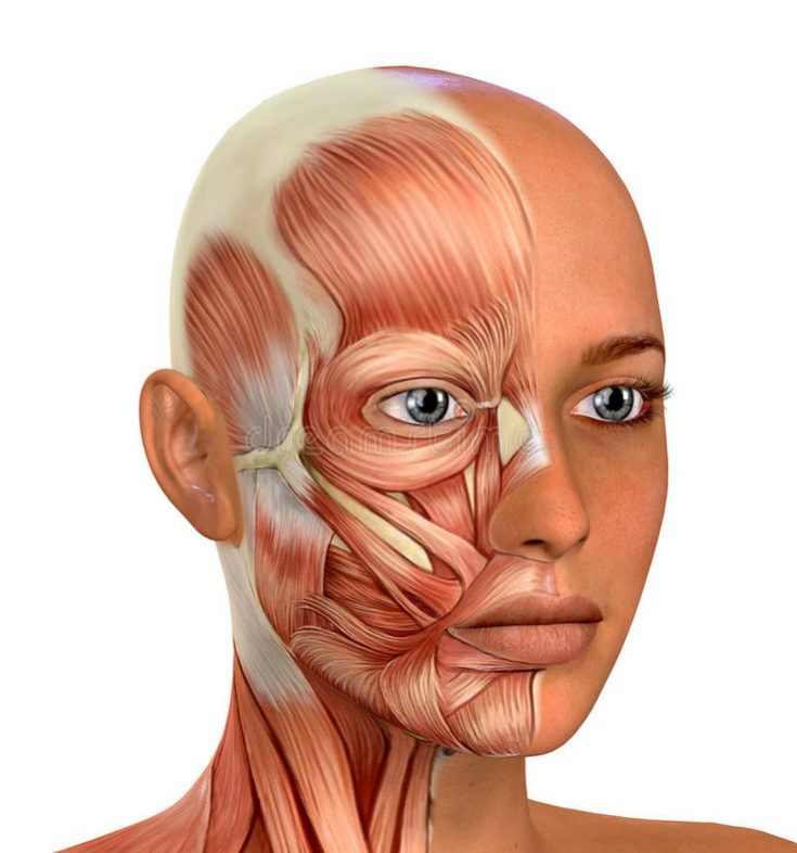 Face anatomy